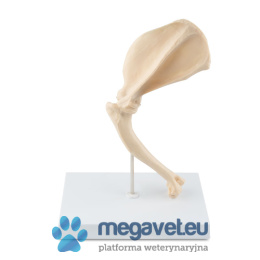 Bone model - dog arm.